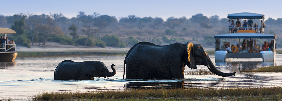 travelers on a boat ride watching elephants in botswana