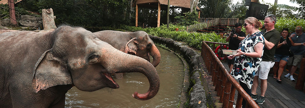 incentive travel attendee feeding elephant as novelty event experience