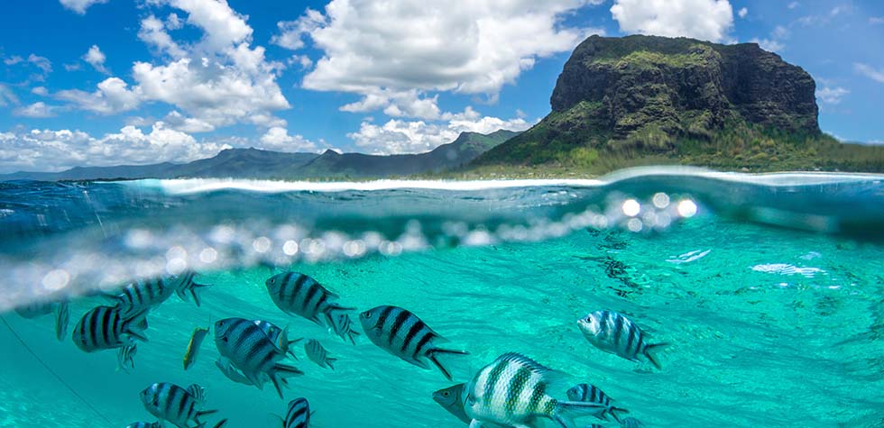 snorkeling in maui hawaii on an incentive trip