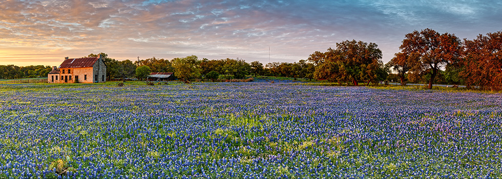 fields of flowers on the blue bonnet trail in texas hill country